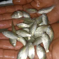 بچه ماهی کپور،آمور