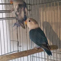 کوتوله جوانه اپلاین بلو وویولت نرگسی شکلاتی وکرم