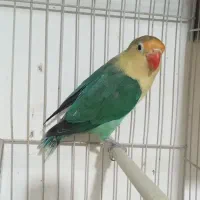 کوتوله جفت کار داده نریا ماده تک باضمانت کتبی