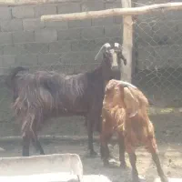گوسفند میش بز