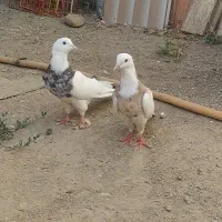 یک جفت طوقی