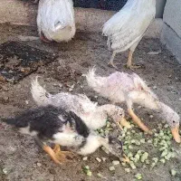 اردک بالغ و جوانه