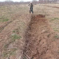 نهال انگور 3ساله پر ریشه