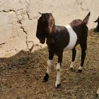 بزغاله ماده