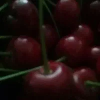 آلبالو فرنگی بسیار درشت بدون کرم