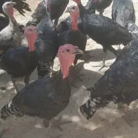 فروش  بقلمون
