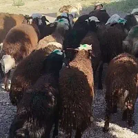 بره نر افشار سبک دامداری رضا عامری