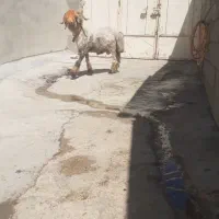 کوه شیشک بختیاری