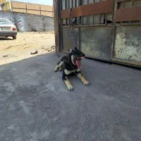توله سگ