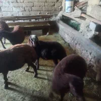 ۶عدد بره نر وماده