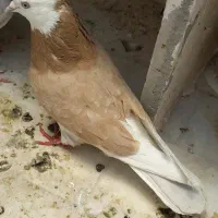 کبوتر پرنده شازده و سرور