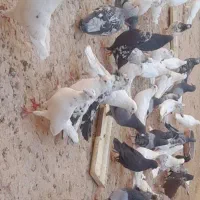 کبوتر پرشی