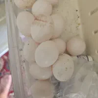 تخم کفتر