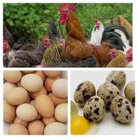 خروس جوان ،تخم مرغ و بلدرچین خانگی باکیفیت