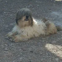 سگ پاپی