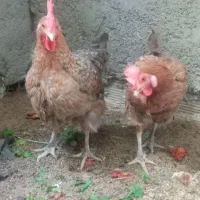 فروش ۲ مرغ تخم گذار