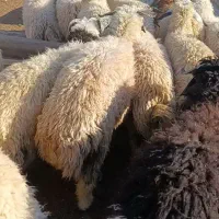 بره سنگین درجه یک
