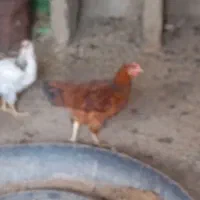 جوجه خروس قیمت مفت