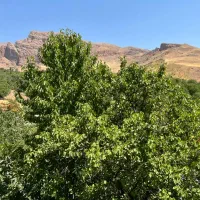 ویلای-در-بست-در-الموت-معلم-کلایه