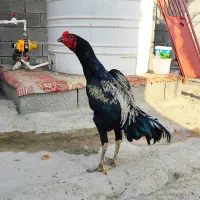 لل فروشی ( منوجان )