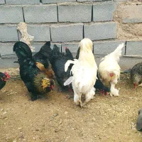 تخم مرغ نطفه دار