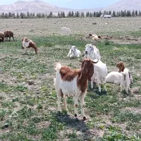 قصابی وذبح بره سیار درخدمت شما همشهریان بجنوردی