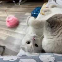 اسکاتیش قند چاقالو