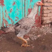 مرغ لاری
