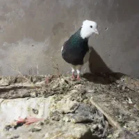 کبوتر طوقی کاکولی