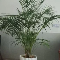 نخل شامادورا بسیار بزرگ وزیبا