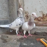 سار عطیقه