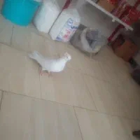 ماده چشم نوک سفید