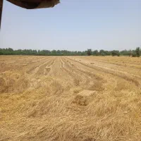کاه گندم درجه یک سفید هر پرس سنگین وزن