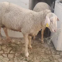 سلام چند میش و بره نر لاکن اصل