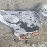 کفتر پرشی
