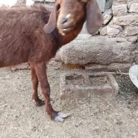 بزرشتی|حیوانات مزرعه|بم, |دیوار