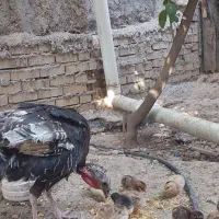 بوقلمون ماده با۱۳تاجوجه مرغ