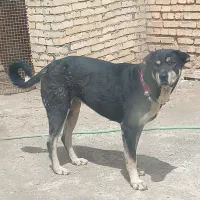 ماده پژدر اصیل