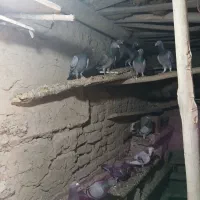 کبوتر پرشی