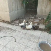 اردک