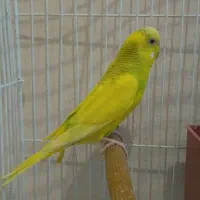 مرغ عشق خوش رنگ ژن خوب