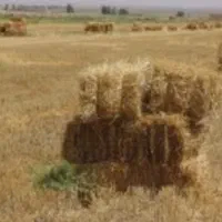 سرچینا خشک