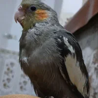 عروس هلندی گمشده