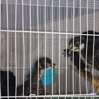 جوجه مرغ گلپایگان 2ماه