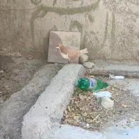 کبوتر