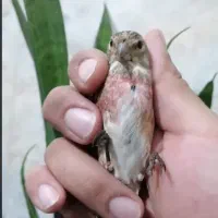 سهره سینه سرخ نر قفسی بخون بعد یک هفته قفس سره سرخ
