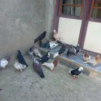 کبوتر پرشی بازی دار
