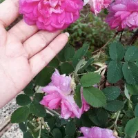 سلام. گل محمدی خشک تازه ( اهر ) 1/5 کیلو