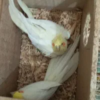 عروس هلندی مولد