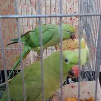 اهواز شریعتی جنوبی